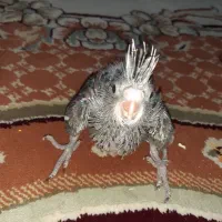 عروس هلندی سرلاکی|پرنده|شیراز, فاضل|دیوار