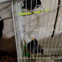 یک جفت مینا