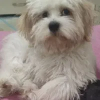 سگ باهوش کوچولو|سگ|قم, بنیاد|دیوار