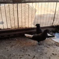 کفتر|پرنده|زرند, |دیوار