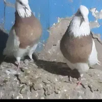 کبوتر طوقی کاکلی خفت