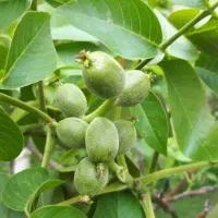 نهال گردو اصلاح شده