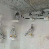 کبوتر|پرنده|قزوین, |دیوار