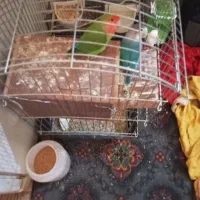 طوطی برزیلی