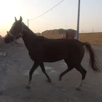 حیوانات|اسب و تجهیزات اسب‌سواری|کویرات, |دیوار