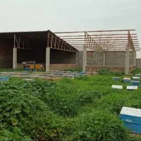 دامداری 30 راسی گاو شیری مجانی