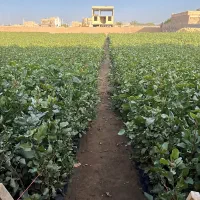 نهال پسته مهریز|خدمات باغبانی و درختکاری|مهریز, |دیوار