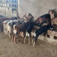 کهره|حیوانات مزرعه|باغ ملک, |دیوار