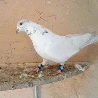 کفتر|پرنده|گلپایگان, |دیوار