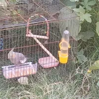 عروس هلندی زیبا و بازیگوش|پرنده|دهلران, |دیوار