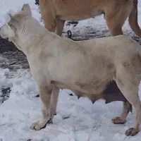 برای گله یا توله کشی