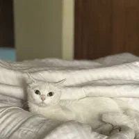 گربه بریتیش ماده آماده جفت‌گیری