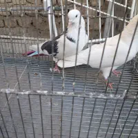 سره قناری کفتر پرون|پرنده|ری, ولی آباد|دیوار