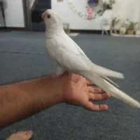 عروس البینو|پرنده|آبپخش, |دیوار