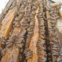 عسل ییلاقی سبلان|خوردنی و آشامیدنی|مشگین شهر, |دیوار