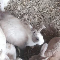 خرگوش های خوشگل دونه ای ۱۵۰