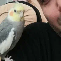 پرنده عروس هلندی