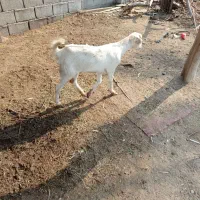 بزداشتی|حیوانات مزرعه|میناب, |دیوار