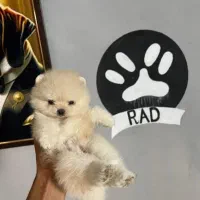 مجموعه پت راد|سگ|مشهد, چهارچشمه|دیوار