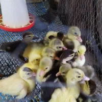 فروش جوجه غاز دو روزه