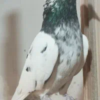 یه جفت نرو ماده‌ عالی کله سبز دم سبز