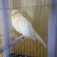 قناری نر سوپری