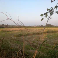 فروش۱۶هزارمتر زمین کشاورزی سنتی بر جاده|فروش زمین و ملک کلنگی|شفت, |دیوار