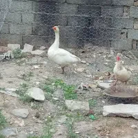 غاز نر ماده