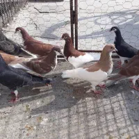 کبوتر رنگی|پرنده|بندر کنگان, |دیوار