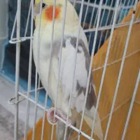 عروس هلندی جفت