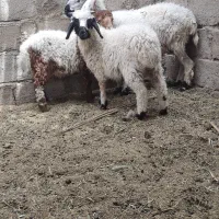 یک عدد میش با دو بره