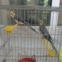 عروس هلندی|پرنده|نجفآباد, جلال آباد|دیوار