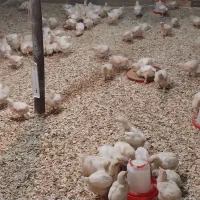 جوجه راس یک روزه ب تعداد
