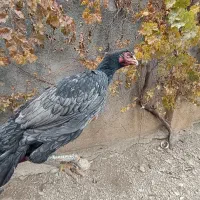 فروش مرغ و خروس لاری|حیوانات مزرعه|مریوان, |دیوار