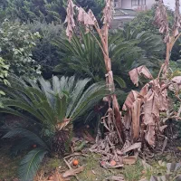 برگ سیکاس|گل و گیاه طبیعی|رشت, کوی مهر|دیوار