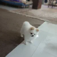 پامر خرسی نر|سگ|ساری, |دیوار