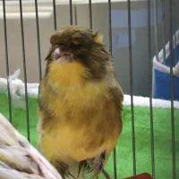 قناری نروماده