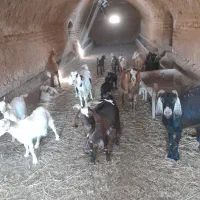 گوسفند چاق