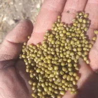 ۲۰ گونی ماش درج یک یک