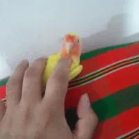 کوتوله برزیلی اوپال وفول دستی وزیبا وخانگی وسالم|پرنده|کلاچای, |دیوار