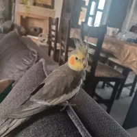 عروس هلندی رام و اهلی و خانگی|پرنده|کتالم و سادات شهر, |دیوار