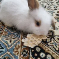 بچه خرگوش مینی لوپ وجرسی