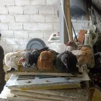 جوجه مرغ