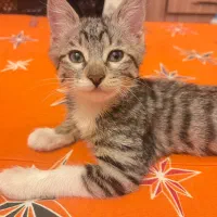 واگذاری گربه