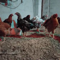 دام و طیور|حیوانات مزرعه|دابودشت, |دیوار