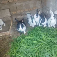 6تا بچه خرگوش ناناز دونه ای