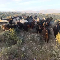 بز کهره دار