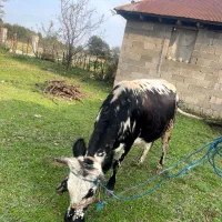 گاو ۷ماه نیم حامله|حیوانات مزرعه|فومن, |دیوار