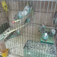 پرنده|پرنده|شیراز, جمال آباد|دیوار