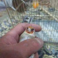 سلام سهره کرمونی ۳ساله رام